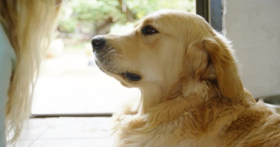 Woman leaning sliding glass door and petting dog head for pet care guide in living room. Loyalty, companionship, tenderness, serenity, cozy, nature, domestic