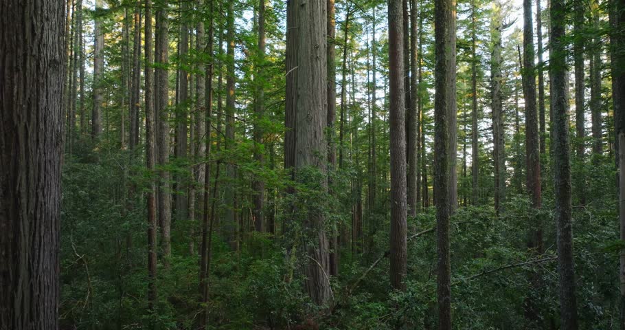 Serene redwood forest scenery in California, showcasing tall trees outdoors