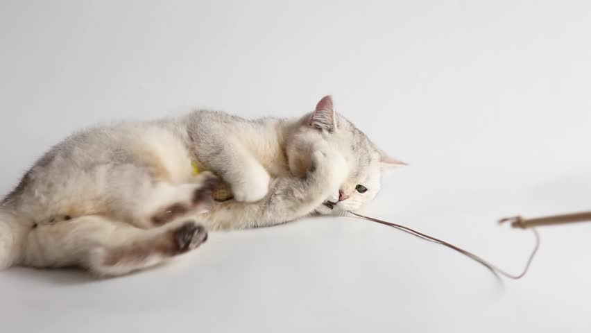 A cute white british cat plays with a toy mouse on a rope