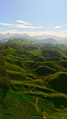 Vertical drone flyover colorful tea hills in Munnar, sunny day in Kerala, India