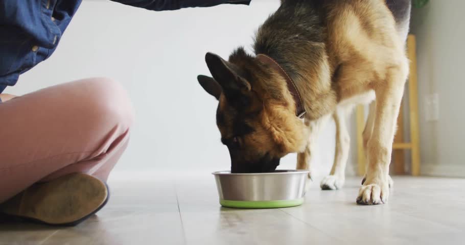 Woman kneeling and petting dog as dog eating starting digital notifications updating count growth. Pet, pet care, modern lifestyle, digital interaction, casual fashion, indoor environment, emotional