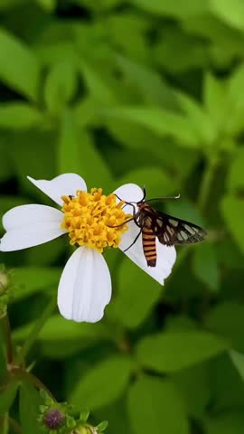 This video shows a close-up view of a small insect perched delicately on a white flower with a bright yellow center. The insect appears to be a type of day-flying moth or wasp-mimicking moth, often re