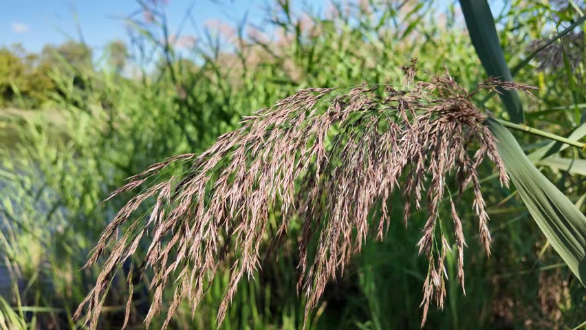 Tall green reeds sway under a bright blue sky, bathed in sunlight. Their slender blades and flowering tops create a vibrant, natural scene, evoking the serenity of a wild grassland or wetland.
