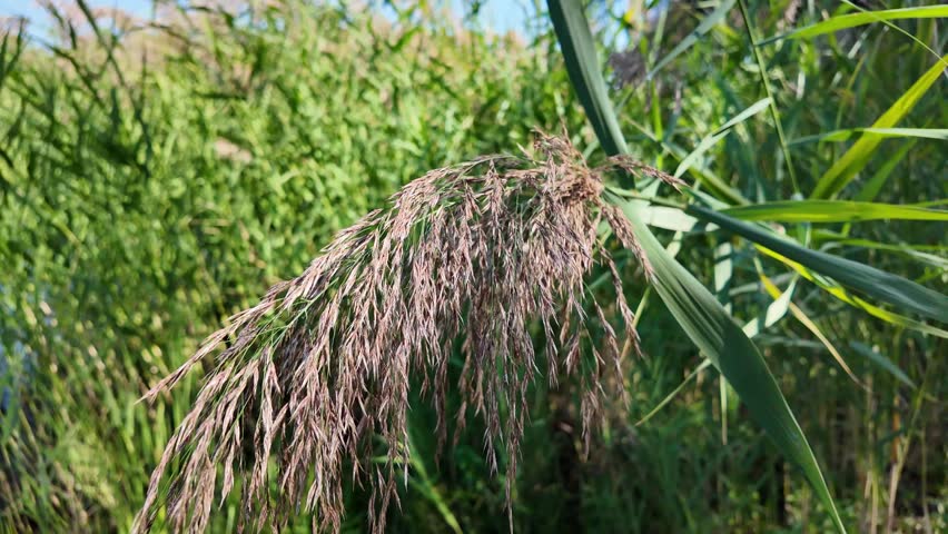 Tall green reeds sway under a bright blue sky, bathed in sunlight. Their slender blades and flowering tops create a vibrant, natural scene, evoking the serenity of a wild grassland or wetland.