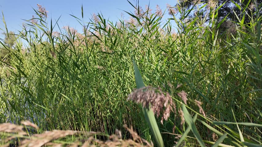 Tall green reeds sway under a bright blue sky, bathed in sunlight. Their slender blades and flowering tops create a vibrant, natural scene, evoking the serenity of a wild grassland or wetland.