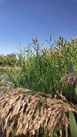 Tall green reeds sway under a bright blue sky, bathed in sunlight. Their slender blades and flowering tops create a vibrant, natural scene, evoking the serenity of a wild grassland or wetland.
