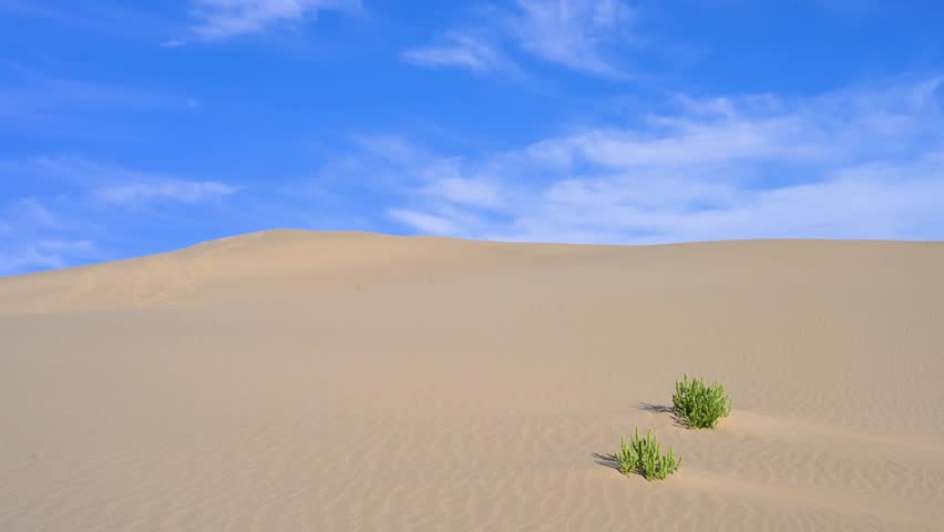 Two resilient green shrubs grow on a vast, golden sand dune in the Durgun Nuur desert, Mongolia. A scenic landscape of survival under a bright blue sky.