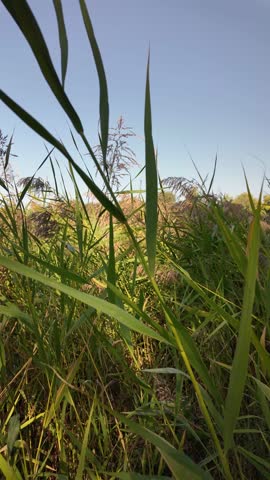 Tall green reeds sway under a bright blue sky, bathed in sunlight. Their slender blades and flowering tops create a vibrant, natural scene, evoking the serenity of a wild grassland or wetland.