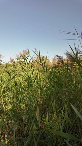 Tall green reeds sway under a bright blue sky, bathed in sunlight. Their slender blades and flowering tops create a vibrant, natural scene, evoking the serenity of a wild grassland or wetland.