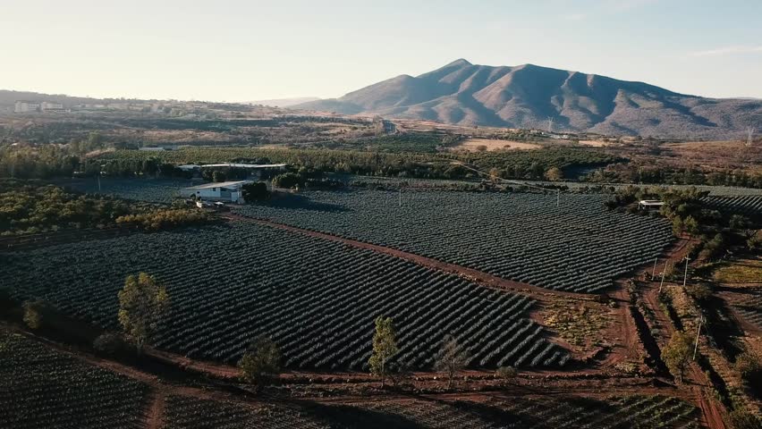Rural valley at golden hour, aerial view of wide cultivated fields, scattered farmhouses, dirt roads, distant mountain range, blue sky, peaceful countryside landscape