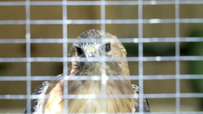 Close-up of a captive hawk