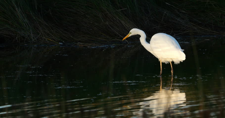 Great egret, Ardea alba, the Camargue, France