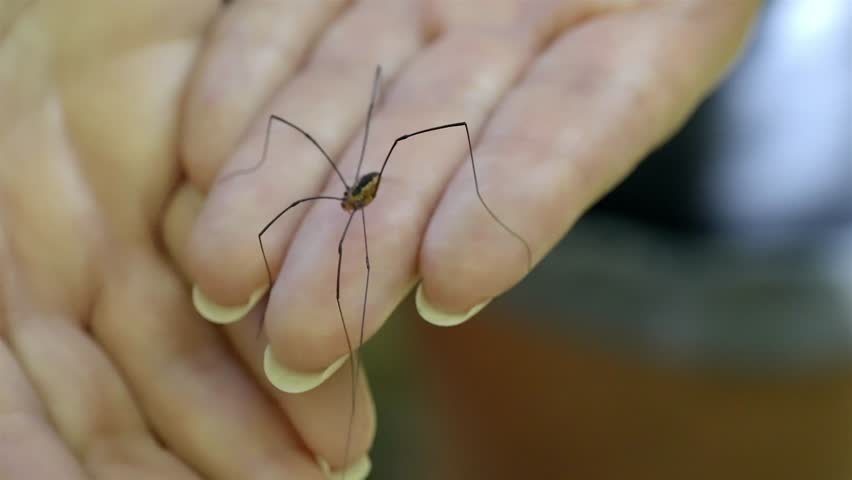 Person gently holding a daddy long legs spider or harvestman in their hand