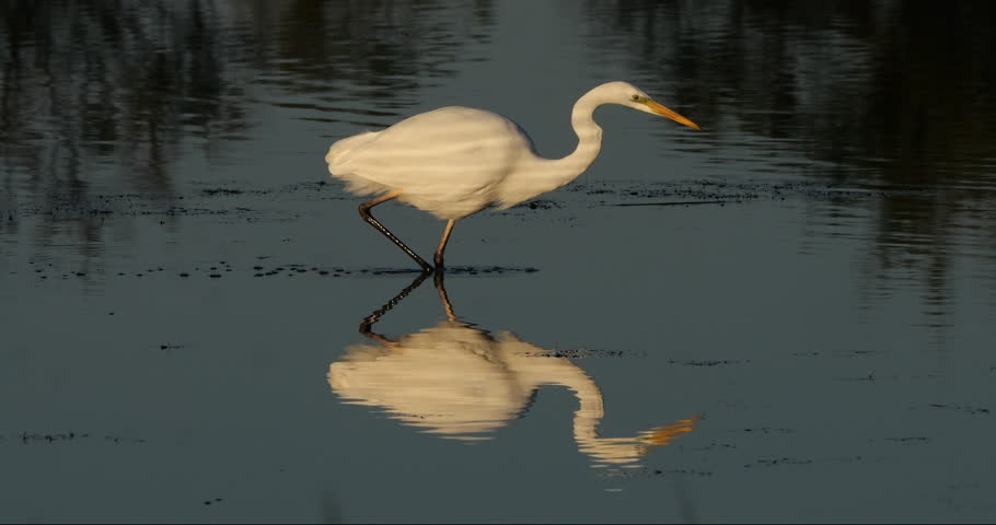Great egret, Ardea alba, the Camargue, France