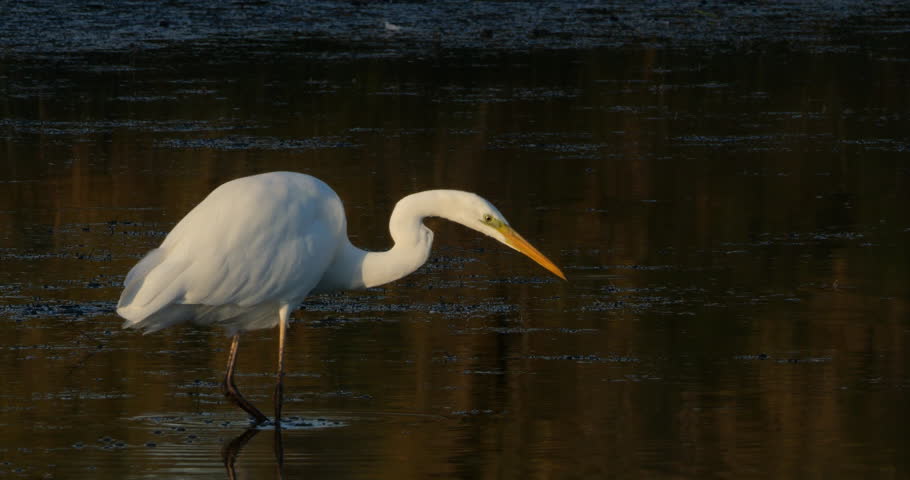 Great egret, Ardea alba, the Camargue, France