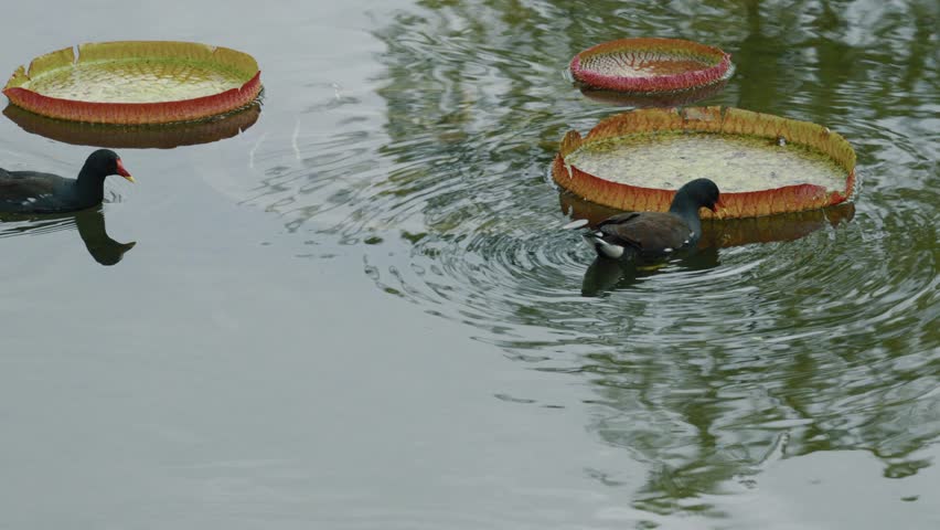 Pair of Common Moorhens Swimming Peacefully in a Pond with Giant Victoria Water Lilies-slow motion