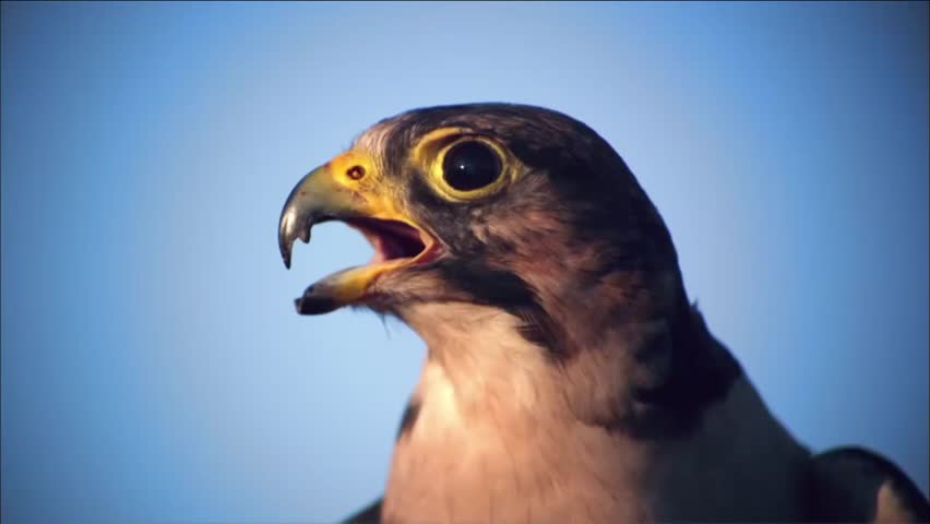 Close up of Peregrine falcon
