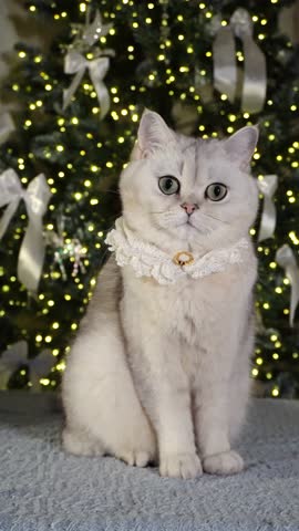 Adorable cat in festive setting with christmas tree and lights