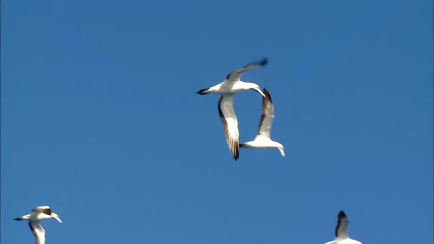 Flying view of the Gannets