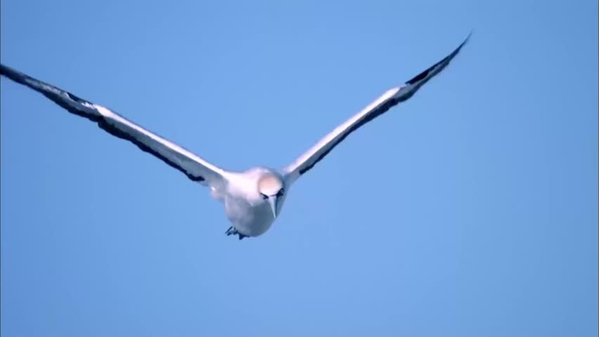 Flying view of the Gannets
