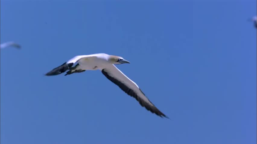 Flying view of the Gannets