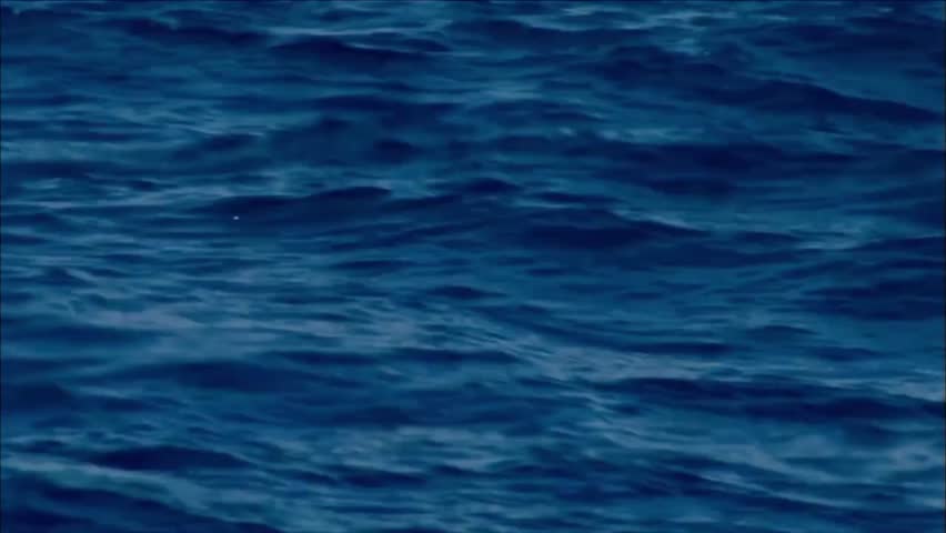 Flying view of the Gannets