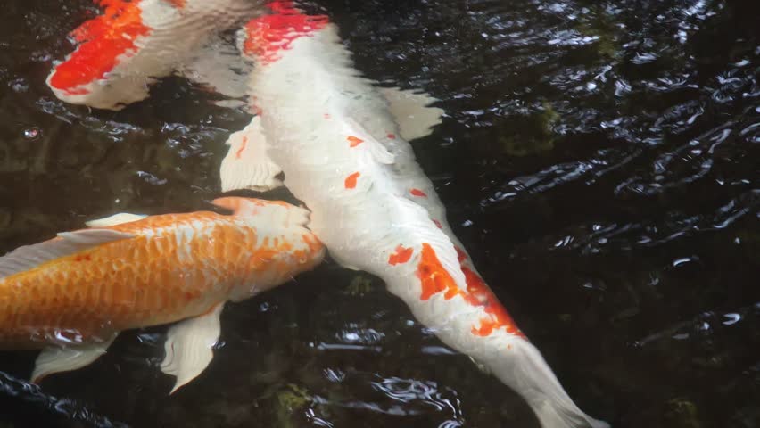 Close up Carp in a shallow pond