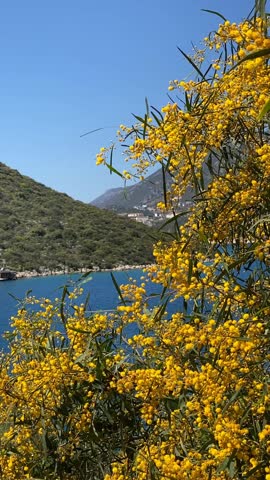Yellow flowers blooming by a serene lake with lush hills and blue sky in the background video
