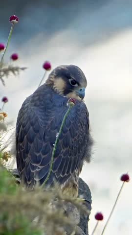 Young Peregrine Falcon Perched on a Rocky Ledge Amidst Wild Pink Allium Flowers, Displaying Dark Blue Plumage