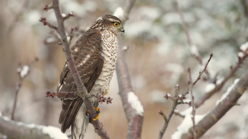Birds of prey female Sparrowhawk Accipiter nisus, hunting time bird, Poland Europe winter time garden	