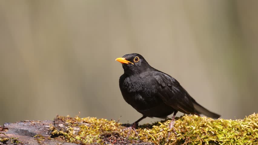 male Blackbird Turdus merula on the forest puddle bird batch time