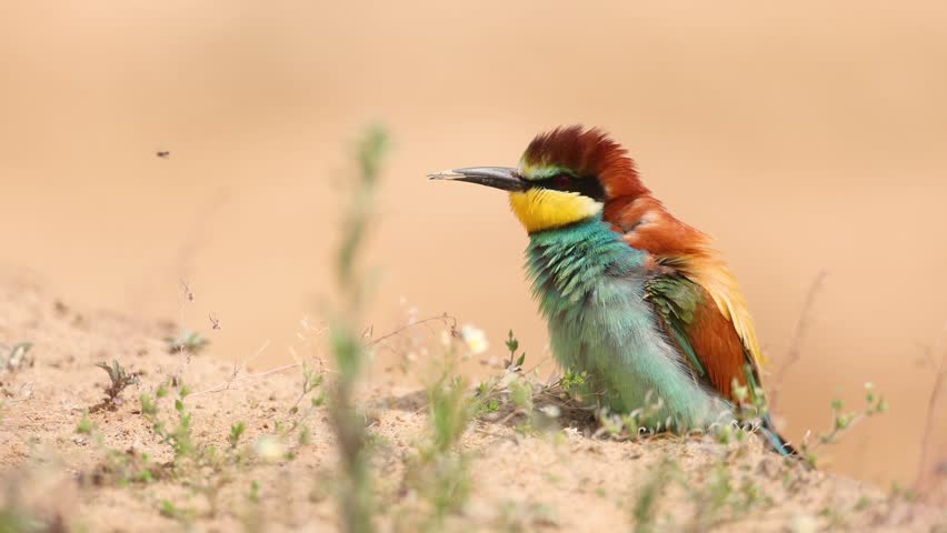 European Bee-Eater Merops apiaster sitting on sand near breeding colony. Wildlife scene of Nature in Northern Poland - Europe, summer time
