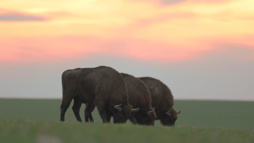 Mammals - wild nature European bison ( Bison bonasus ) Wisent bull in field sundown North Eastern part of Poland, Europe Knyszynska Primeval Forest