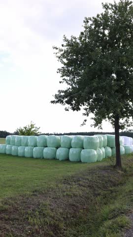 Vertical screen stacked green plastic wrapped hay bales on field near tree with forest in background symbolizing agriculture farming livestock feed rural economy and sustainable food production