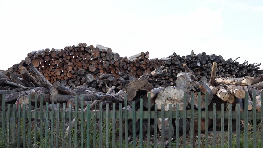 Large pile of cut timber logs stacked behind green wooden fence at industrial lumber storage site under bright sky symbolizing forestry wood industry natural resources exploitation and logging busines