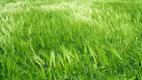 Green Wheat Field Waves Moved by Summer Wind Nature Background HD