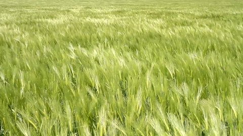 Wheat Field Waves Moved by Summer Wind Pan Nature Background HD