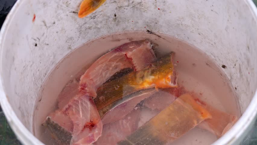 Fresh pieces of fish submerged in water, prepared and ready for either processing or preservation inside a container