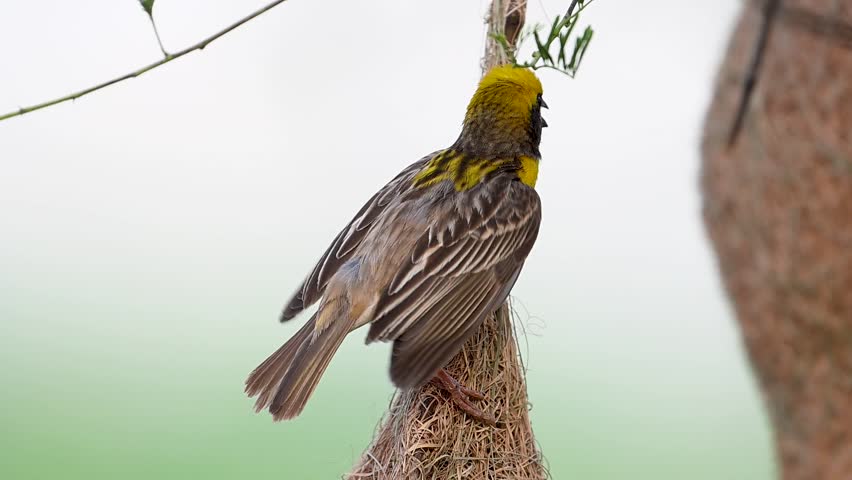 High-definition close-up of the male Weaver bird flapping his wings and displaying his yellow plumage to present the nest to a potential mate.