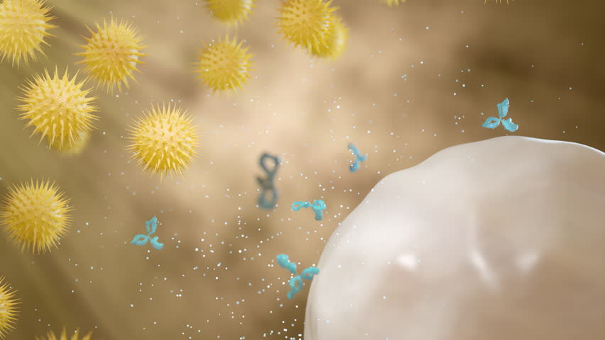 Antibodies attack a cancer cell or bacterium