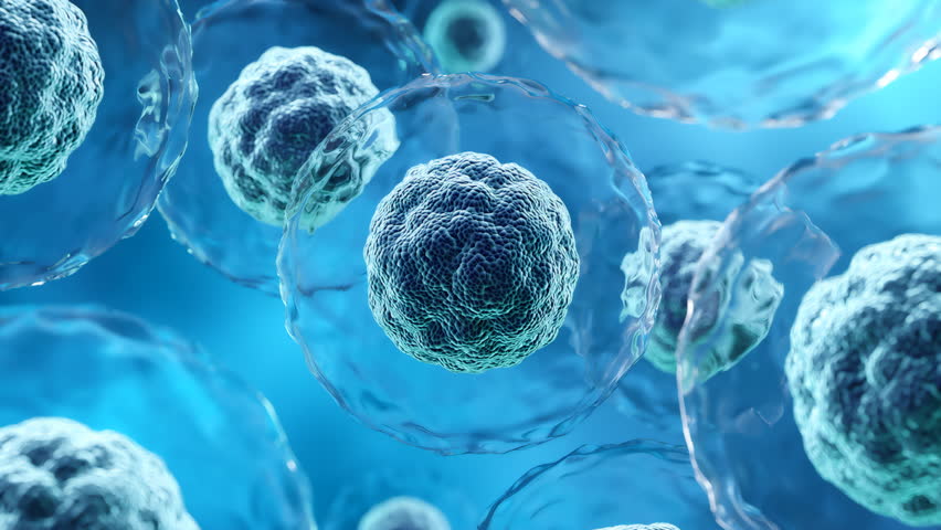 Human cell or Embryonic stem cell microscope background.