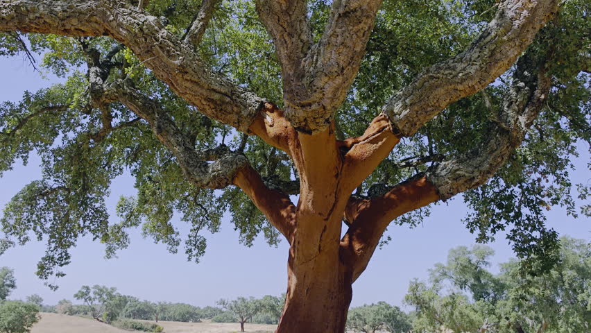 Cork oak trees farm.  Oak trunks are freshly stripped, revealing its reddish core.