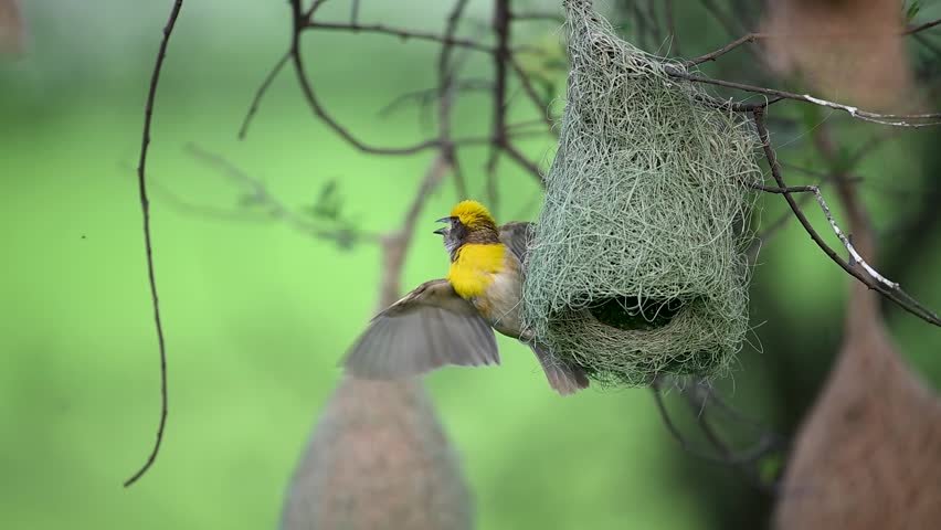 High-definition close-up of the male Weaver bird flapping his wings and displaying his yellow plumage to present the nest to a potential mate.