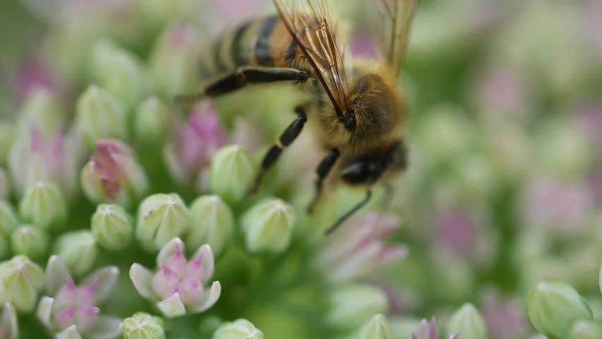 Bee is flying over a flower. The flower is pink and white