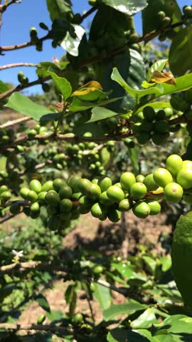 Arabica coffee beans (Coffea arabica) are bearing fruit abundantly. They are still green and not ready to be harvested.