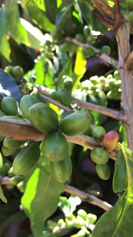 Arabica coffee beans (Coffea arabica) are bearing fruit abundantly. They are still green and not ready to be harvested.