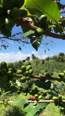 Arabica coffee beans (Coffea arabica) are bearing fruit abundantly. They are still green and not ready to be harvested.