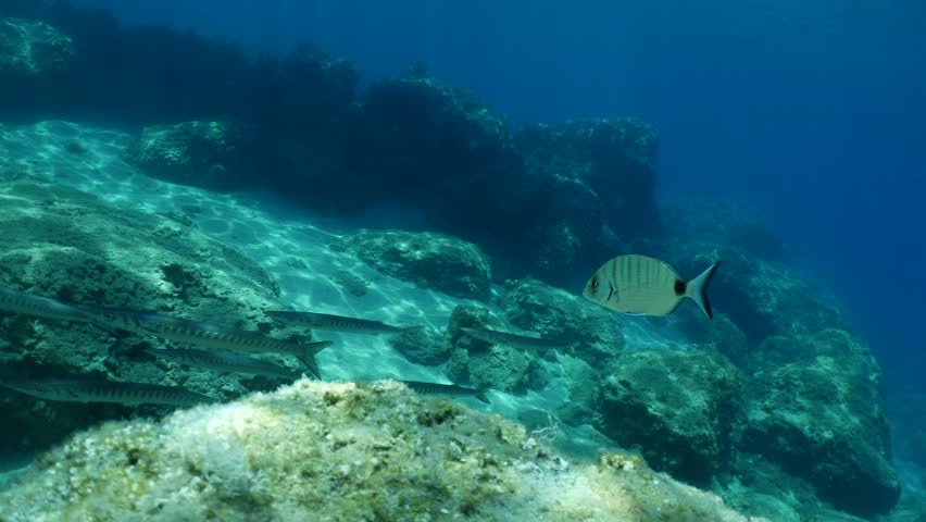 barracuda fish school underwater mediterranean sea