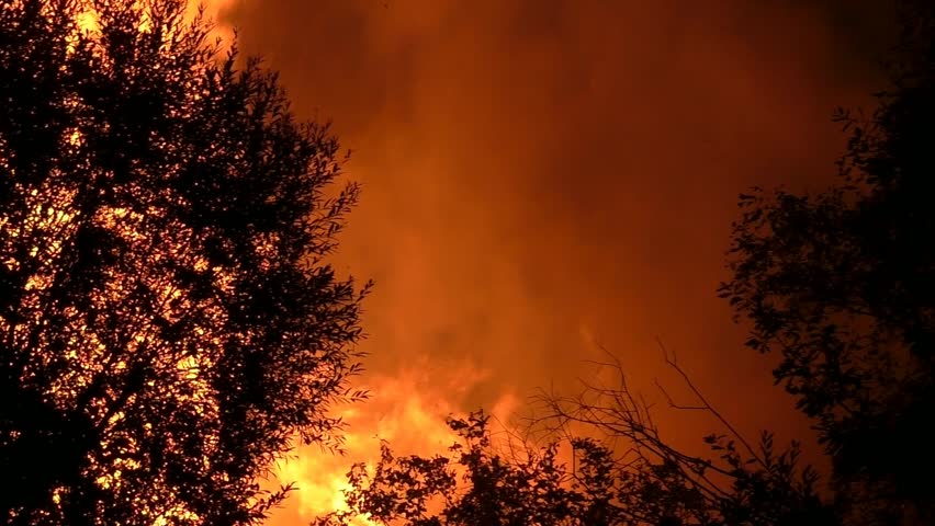 A huge forest fire is burning trees. Wildfire destroys nature and animals.