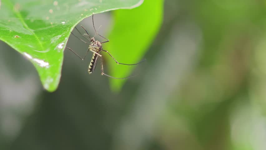 Aedes mosquitoes on the background